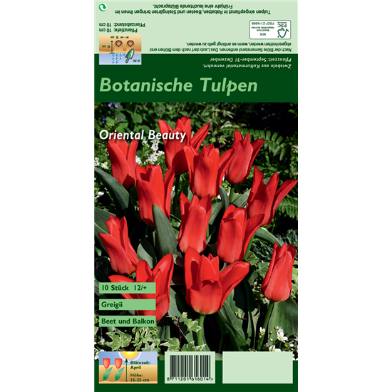 Greigii-Tulpe 'Oriental Beauty'