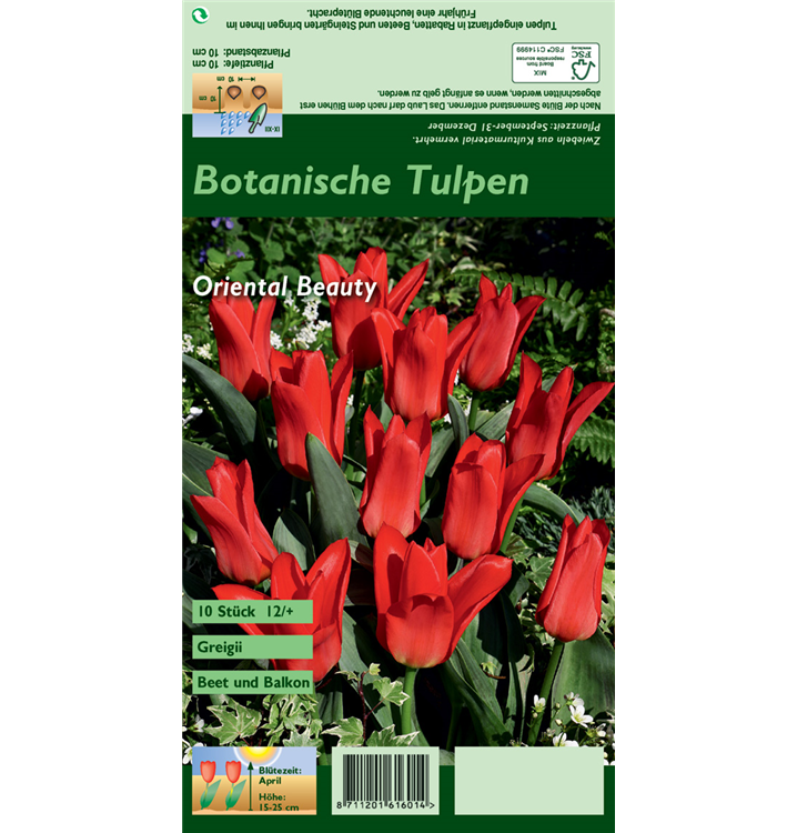 Tulipa greigii 'Oriental Beauty'