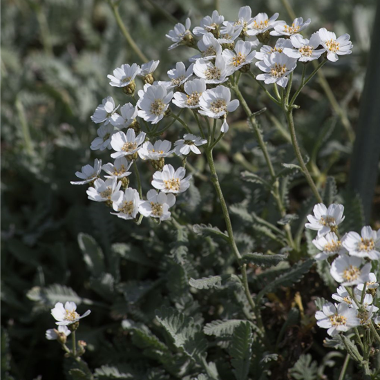 Griechische Silber-Garbe Griechische Silber-Garbe