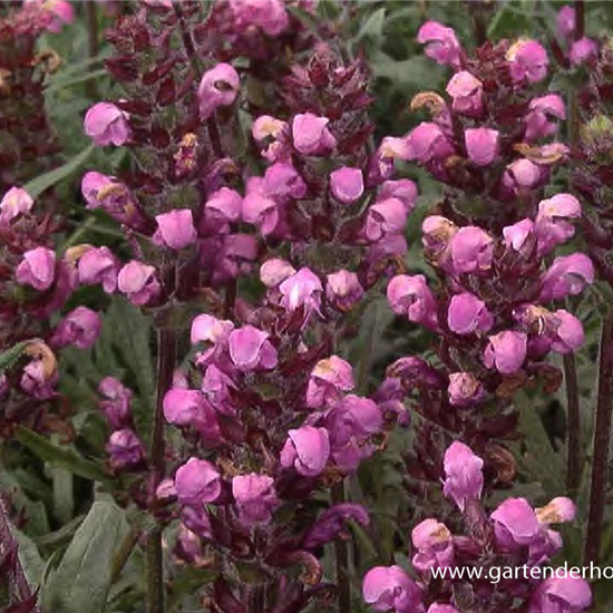 Großblütige Garten-Braunelle 'Pink Loveliness' Großblütige Garten-Braunelle 'Pink Loveliness'