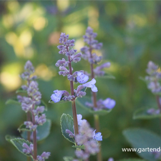 Großblütige Garten-Katzenminze 'Blue Danube'