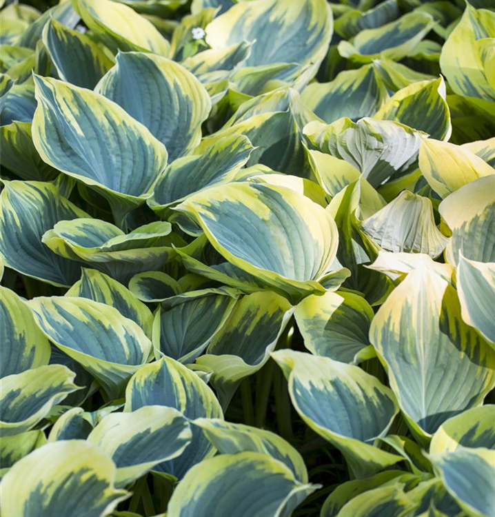 Hosta fluctuans 'Sagae'