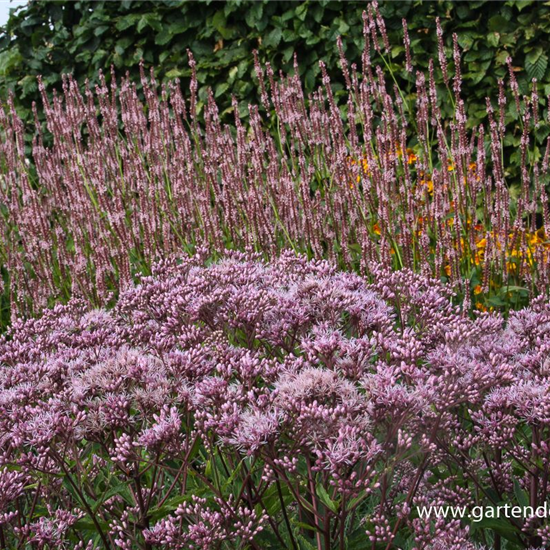 Großer Garten-Wasserdost 'Phantom'®