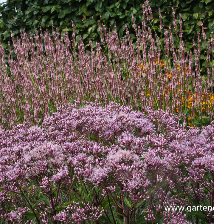 Eupatorium fistulosum 'Phantom'®