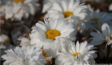 Zum Vergrößern klicken Bildvorschau