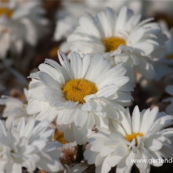 Großblumige Garten-Margerite 'Victorian Secret' Großblumige Garten-Margerite 'Victorian Secret'