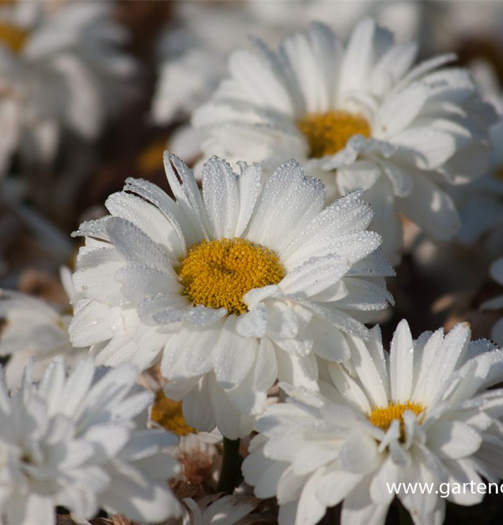 Leucanthemum x superbum 'Victorian Secret' Leucanthemum x superbum 'Victorian Secret'