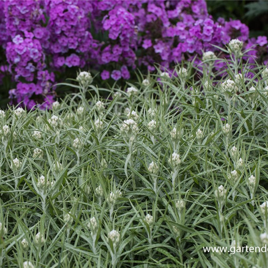 Großes Garten-Perlkörbchen 'Neuschnee'