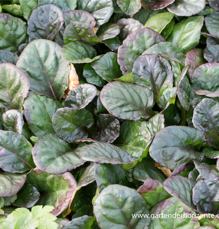 Ajuga reptans 'Catlin´s Giant'