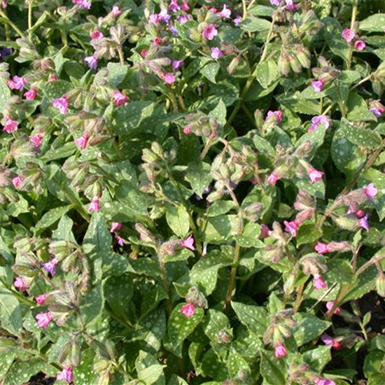 Großgeflecktes Garten-Lungenkraut 'Mrs Moon'