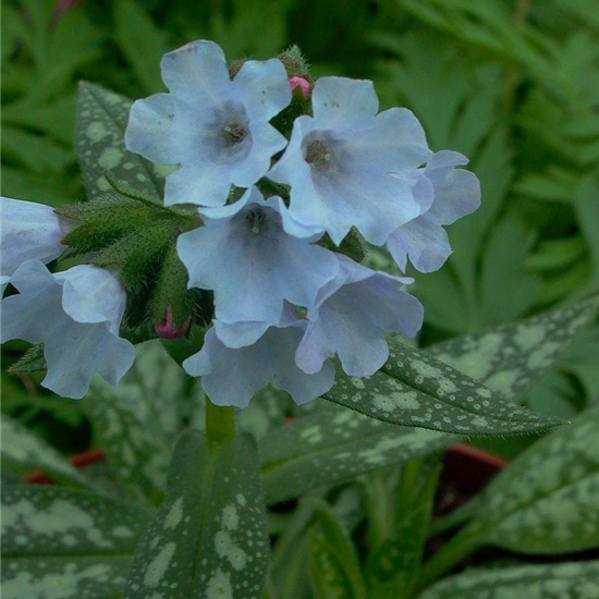 Großgeflecktes Garten-Lungenkraut 'Opal'