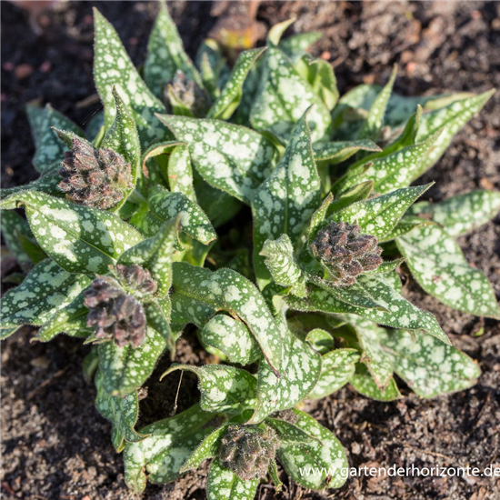 Großgeflecktes Garten-Lungenkraut 'Trevi Fountain'®