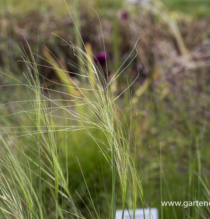 Stipa capillata