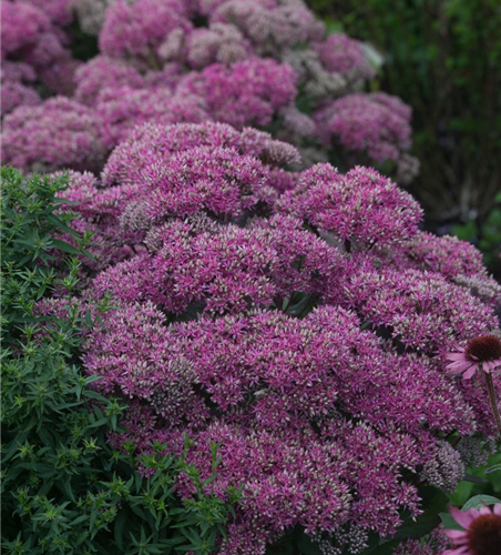 Großes Garten-Fettblatt 'Mr. Goodbud'