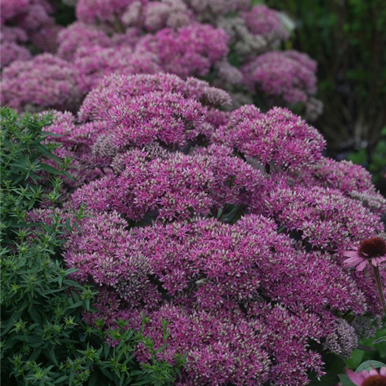 Großes Garten-Fettblatt 'Mr. Goodbud'