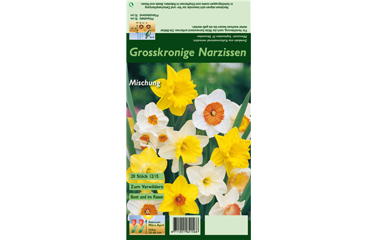 Großkronige Narzisse