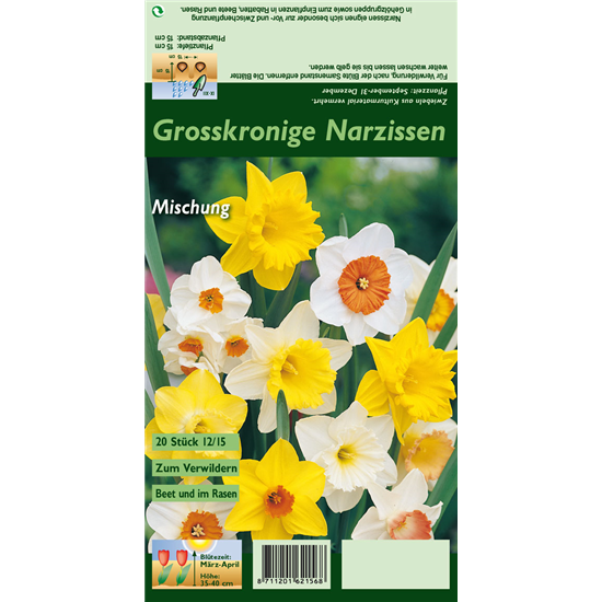 Großkronige Narzisse