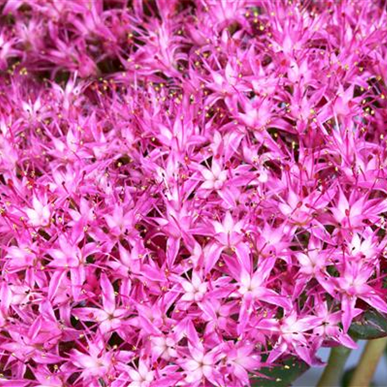 Großes Garten-Fettblatt 'Munstead Dark Red'