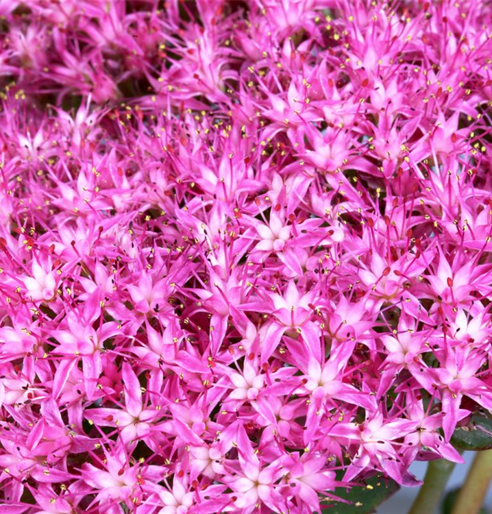 Sedum hybridum 'Munstead Dark Red'