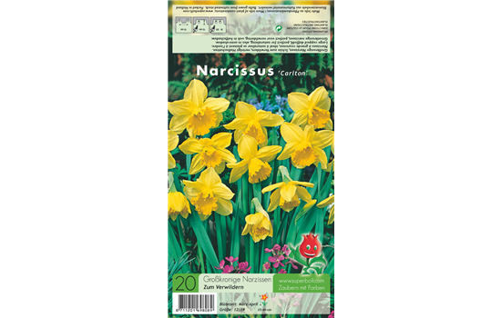 Großkronige Narzisse 'Carlton'