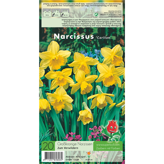Großkronige Narzisse 'Carlton'