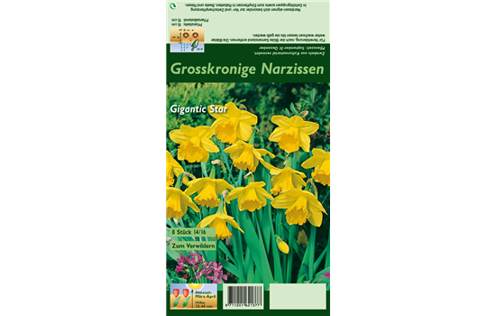 Großkronige Narzisse 'Gigantic Star'