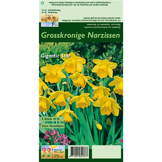 Großkronige Narzisse 'Gigantic Star'