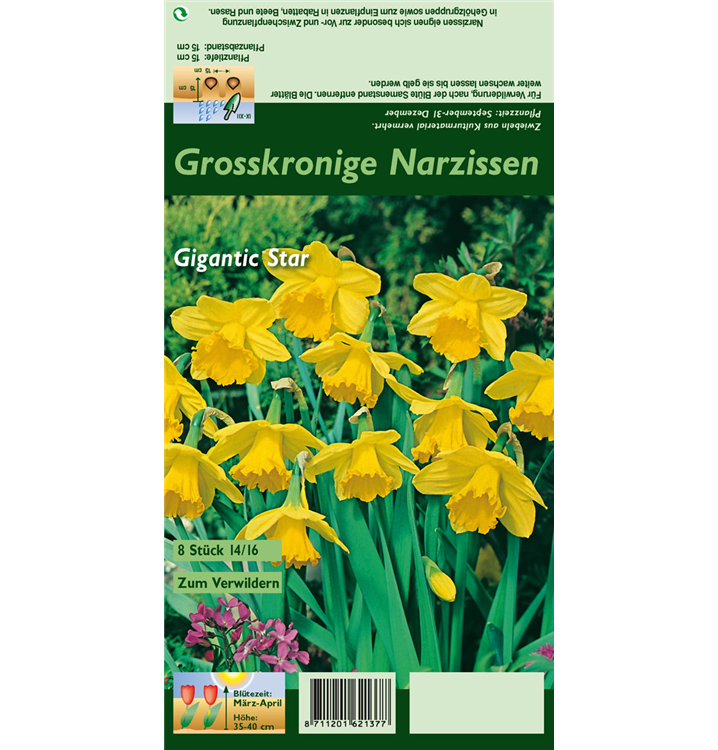 Narcissus 'Gigantic Star'