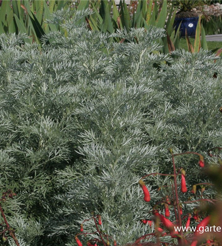 Halbstrauchiger Garten-Wermut 'Powis Castle'