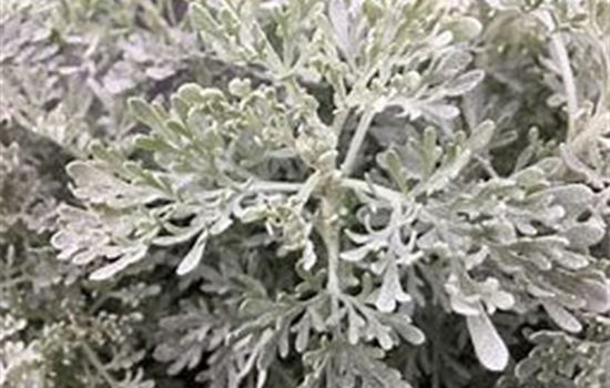 Halbstrauchiger Garten-Wermut 'Powis Castle'