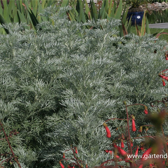 Halbstrauchiger Garten-Wermut 'Powis Castle'