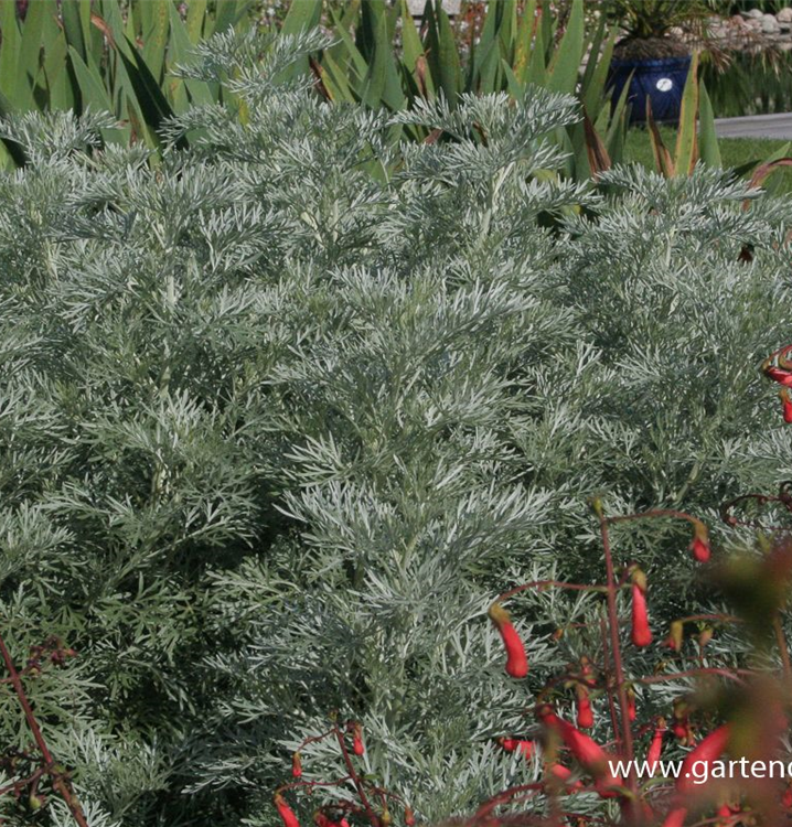 Artemisia arborescens 'Powis Castle'