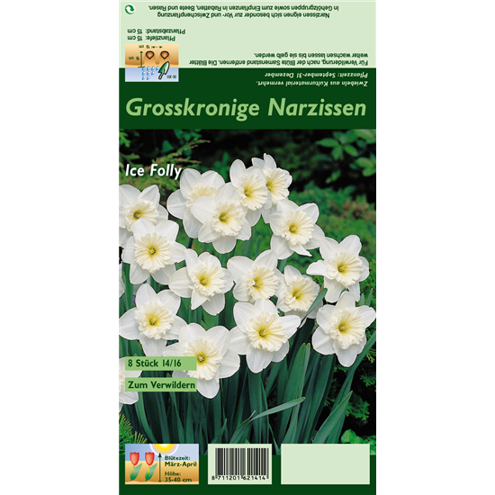 Großkronige Narzisse 'Ice Follies'