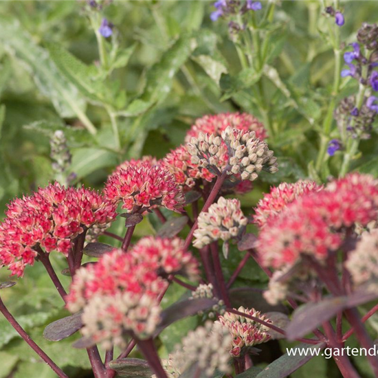 Großes Garten-Fettblatt 'Red Cauli'®