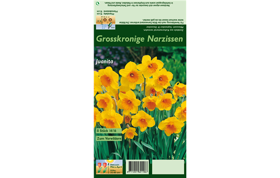 Großkronige Narzisse 'Juanita'