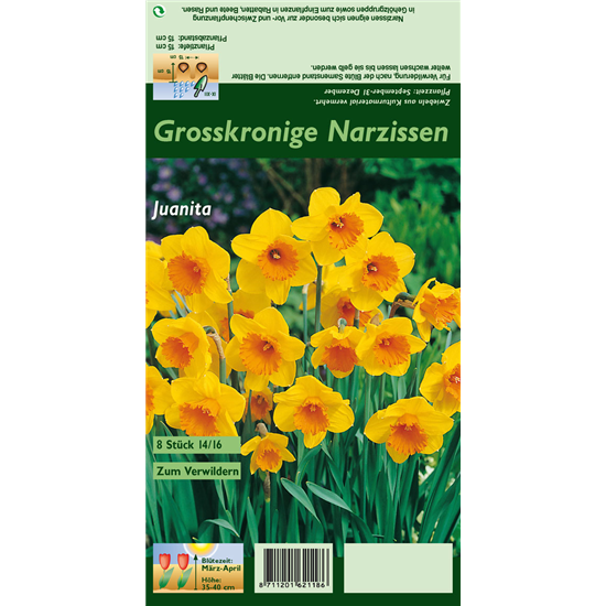 Großkronige Narzisse 'Juanita'