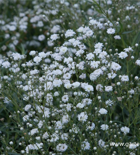 Gypsophila repens 'Compacta Plena'