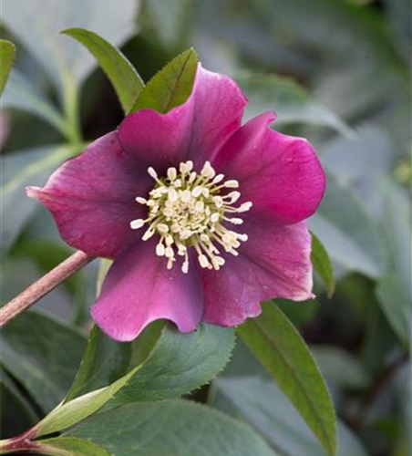 Helleborus x orientalis 'Pretty Ellen Red'