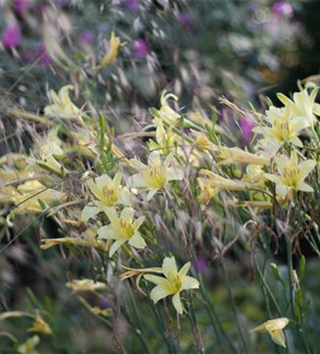 Hemerocallis citrina