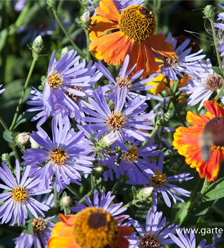 Herzblatt-Aster 'Twilight'