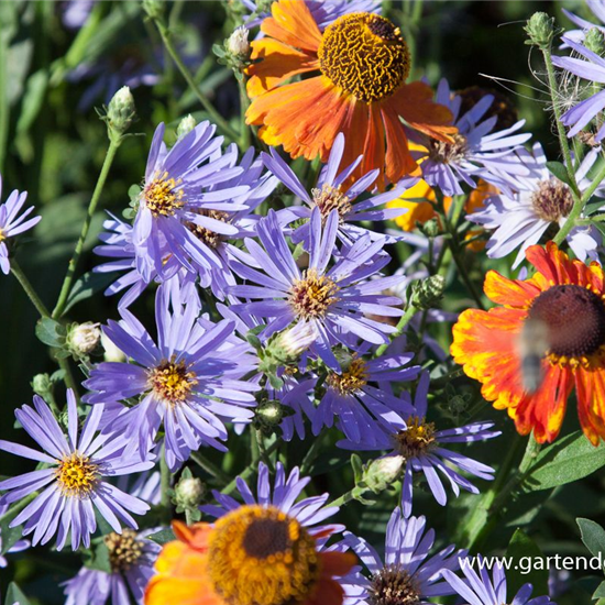 Herzblatt-Aster 'Twilight'