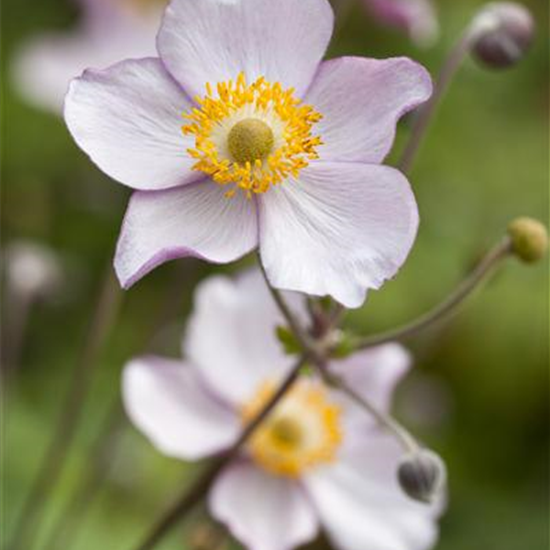 Herbst-Anemone