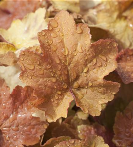 Heuchera villosa 'Caramel' -R-