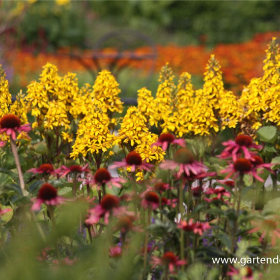 Hesses Garten-Goldkolben 'Laternchen'®