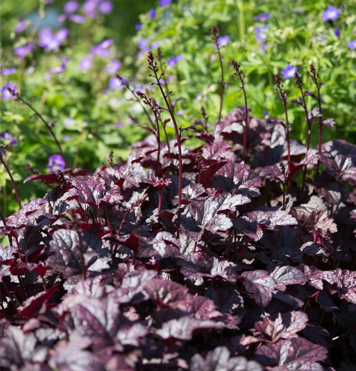 Kleinblütiges Silberglöckchen