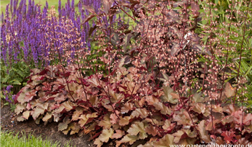 Zum Vergrößern klicken Bildvorschau