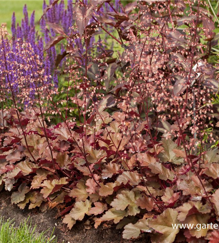 Heuchera x cult.'Chocolate Ruffles' -R-