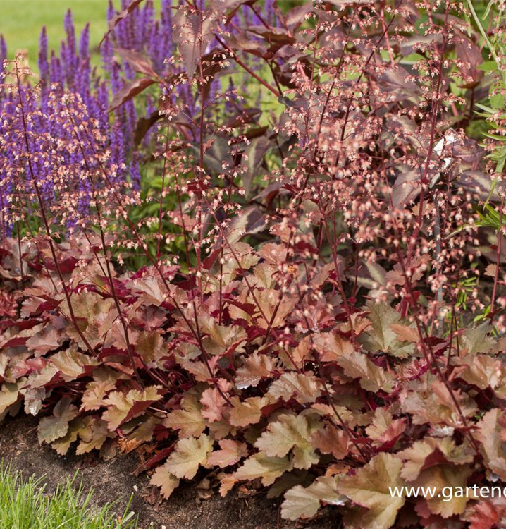 Kleinblütiges Silberglöckchen Kleinblütiges Silberglöckchen