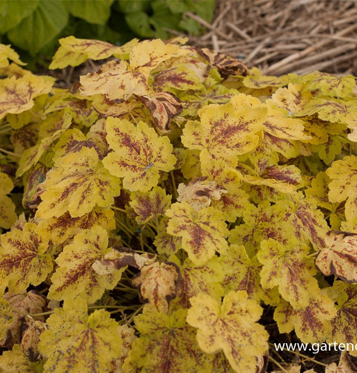 Heucherella Heucherella