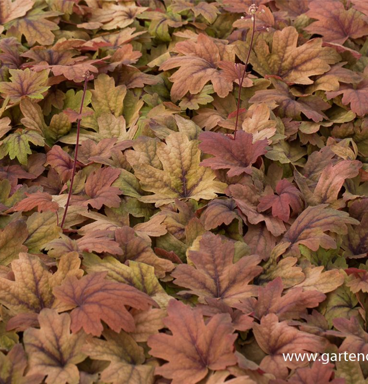 Heucherella Heucherella